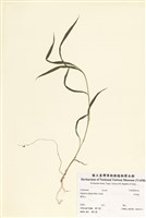 藏品(升馬唐)的圖片